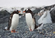 南極發現高致命性禽流感!科學家警告企鵝群受威脅 示意圖/pexels