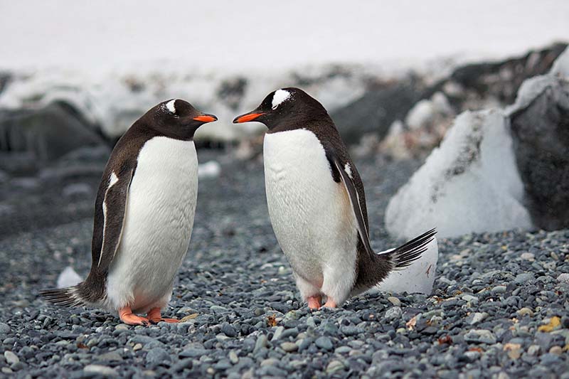 南極發現高致命性禽流感！科學家警告企鵝群受威脅
