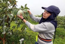 臺南400x國華30 臺南芭樂滿櫃前往加拿大迎接好事成雙 圖/台南市農業局