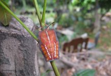 呷蟲了!觸口自然教育中心研發「荔枝椿象」料理 荔枝椿像若蟲。圖/轉自高改場