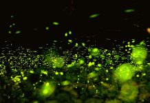 尋找「火金姑」 全台遊樂園賞螢活動大公開 西湖渡假村。圖/交通部觀光署