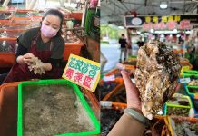 春天的「富基漁港」很療癒 姊妹餐廳阿琴花枝寶寶守護者 圖/富基漁港姊妹餐廳提供