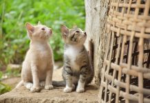 台中虎斑幼貓疑遭熱油虐待致死 動保處與警方追查真相 示意圖/pixabay