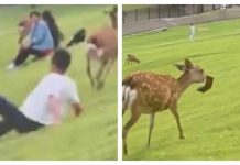 奈良鹿群逆襲 叼走中國護照 圖/翻攝自社群X