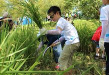 2024新北濕地割稻趣 7月9日先搶報名 2024新北濕地割稻趣 7月9日先搶報名