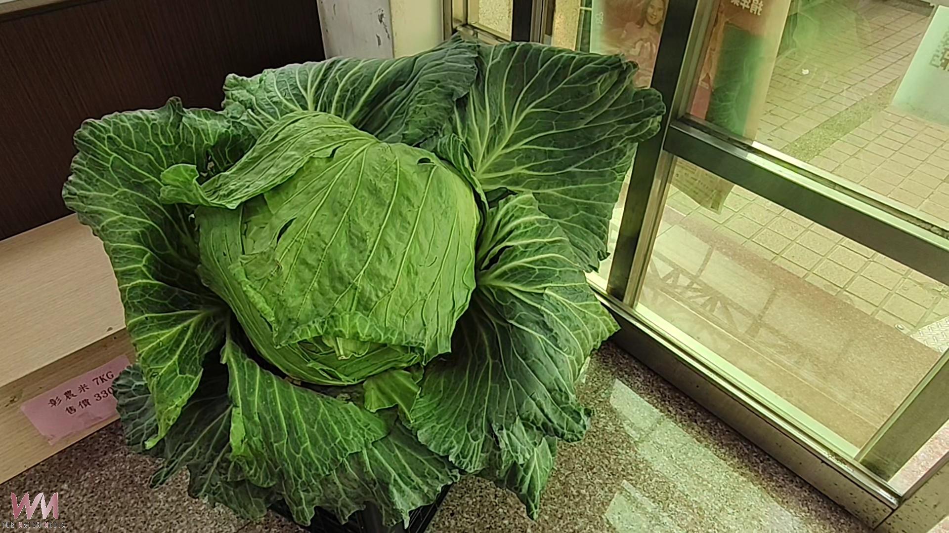 超大高麗菜！溪州農民種出20公斤『菜王』