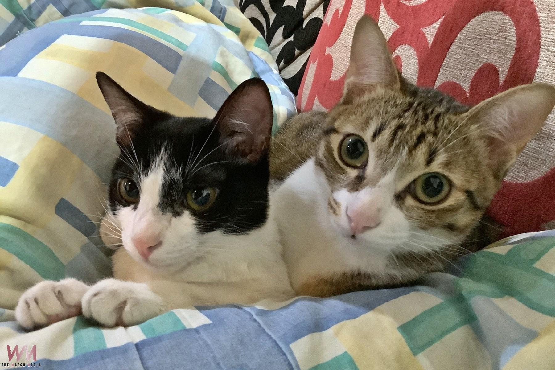 20260224203935_0_f834f1