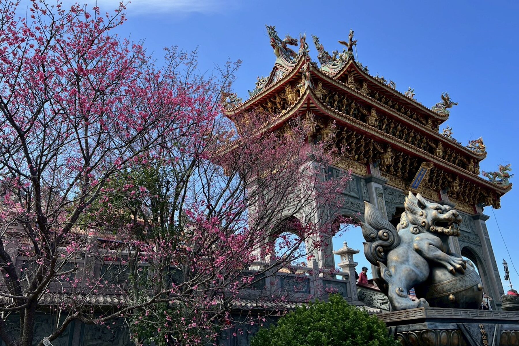 春日浪漫盛放！林口竹林山寺櫻花滿開     莊嚴廟宇化身粉色詩意畫卷