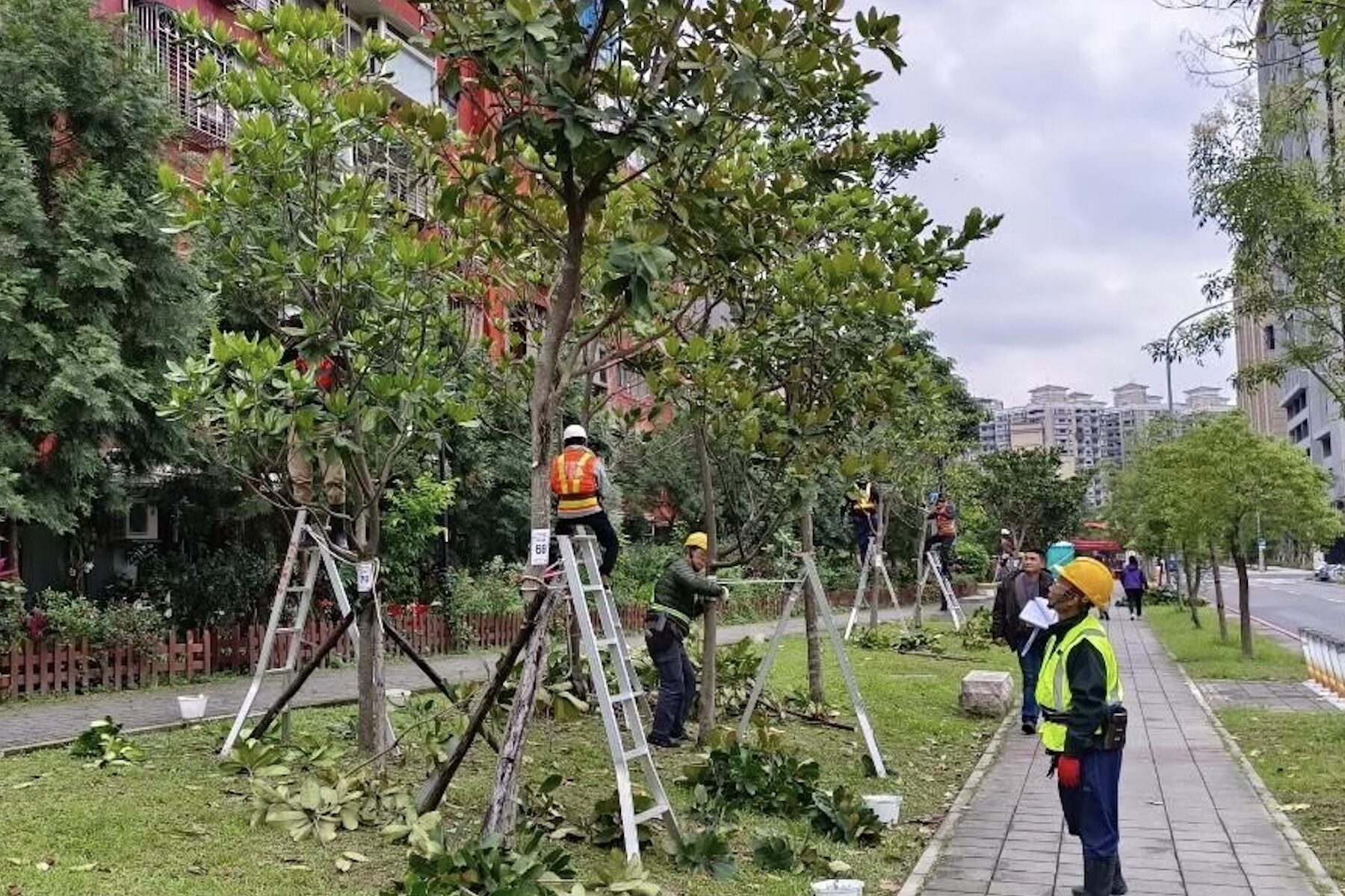 專業認證守護城市綠意！新北 115 年首梯「樹木修剪認證」開跑     即日起受理報名
