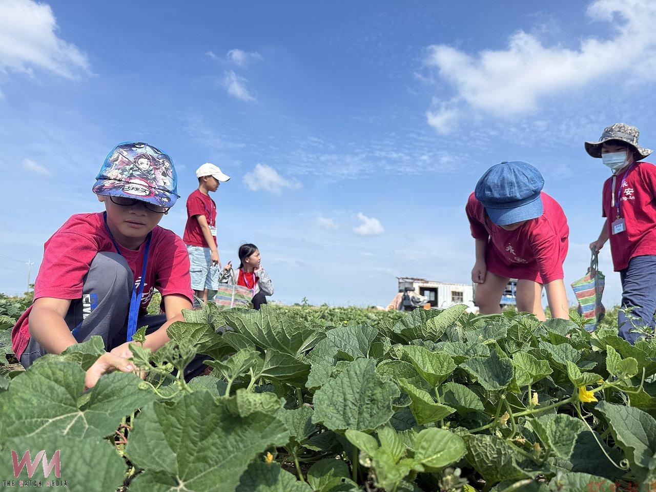 學採收、做料理 永安國小學童走進田野體驗食農 學採收、做料理 永安國小學童走進田野體驗食農