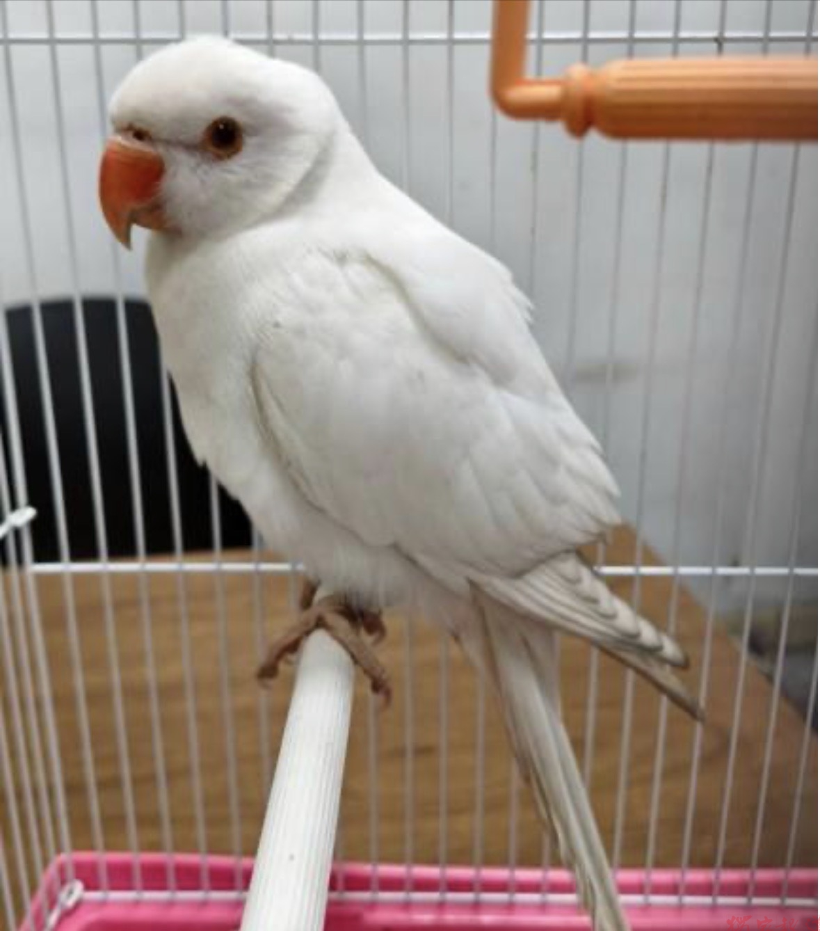 超萌陸龜、雪白鸚鵡找新家!彰化動防所8/19、20開放認養 超萌陸龜、雪白鸚鵡找新家!彰化動防所8/19、20開放認養