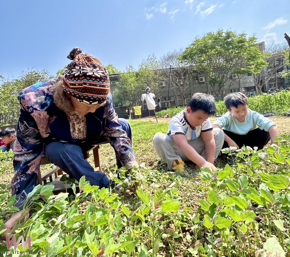 小米重回土地與餐桌,布農保種行動啟動村校共學 小米重回土地與餐桌,布農保種行動啟動村校共學