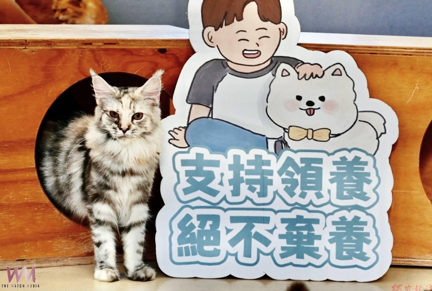 緝獲違法販賣貓隻健康無虞 竹市動保所9/2抽籤送養10隻品種貓 緝獲違法販賣貓隻健康無虞 竹市動保所9/2抽籤送養10隻品種貓