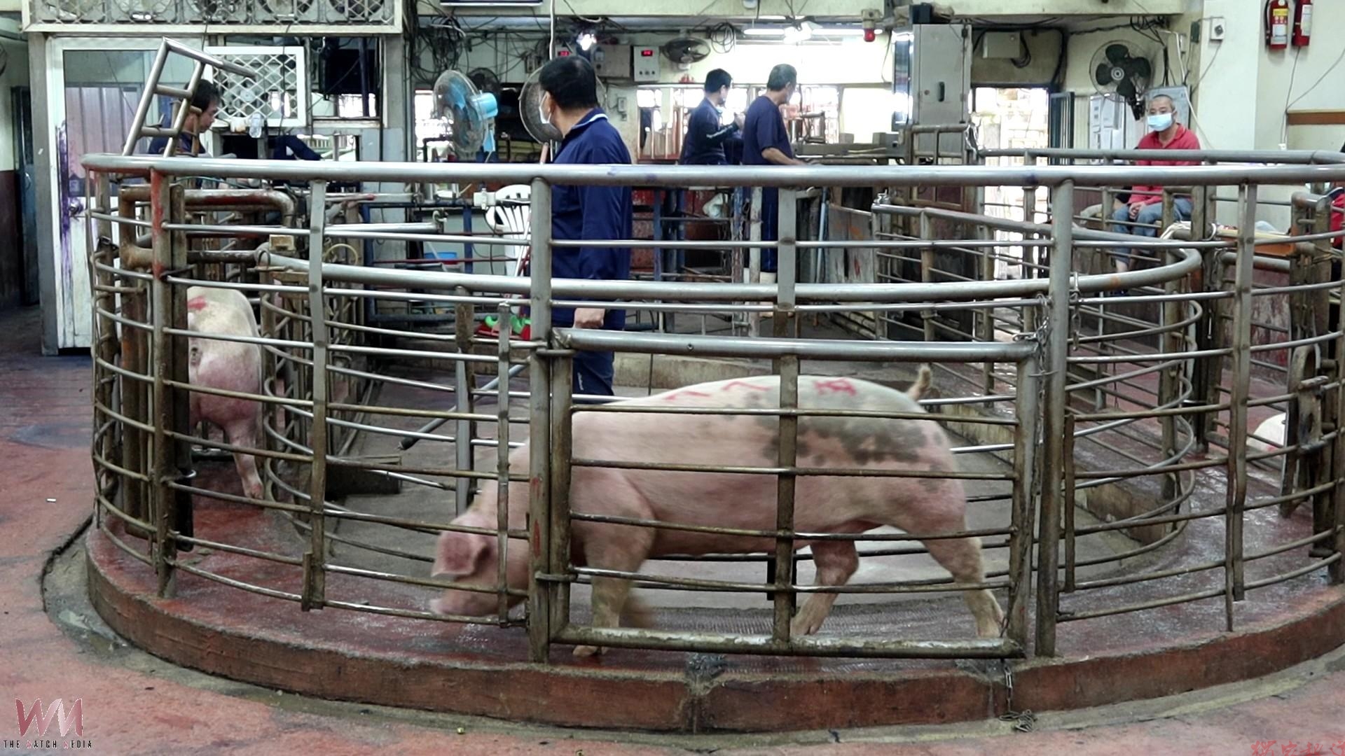 普渡旺季 豬肉需求明顯增加 彰化毛豬拍賣均價106.2元 普渡旺季 豬肉需求明顯增加 彰化毛豬拍賣均價106.2元