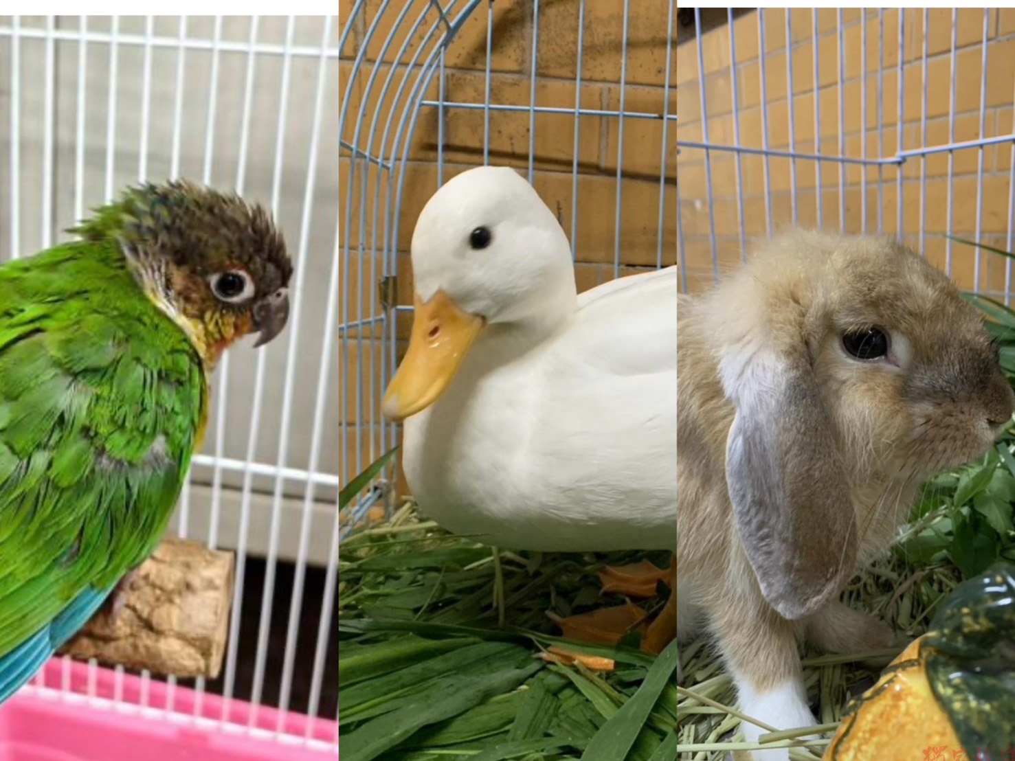 萌寵找新家!垂耳兔、小太陽鸚鵡、柯爾鴨開放認養 萌寵找新家!垂耳兔、小太陽鸚鵡、柯爾鴨開放認養