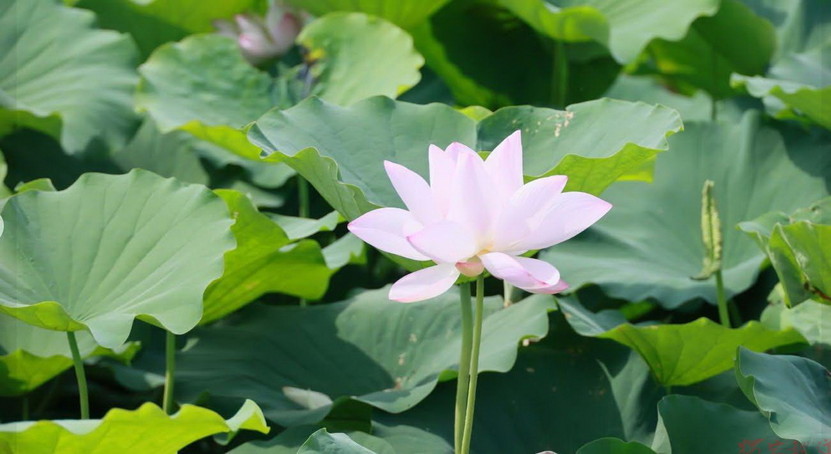 桃園蓮花季落幕農遊不打烊 接力推出休閒農業體驗 歡迎民眾再訪觀音 桃園蓮花季落幕農遊不打烊 接力推出休閒農業體驗 歡迎民眾再訪觀音