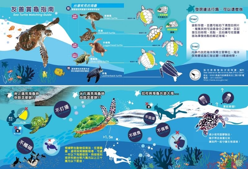 民眾潛水追逐觸摸保育類海洋生物 海保署強調違法行為將移請海巡署調查 民眾潛水追逐觸摸保育類海洋生物 海保署強調違法行為將移請海巡署調查