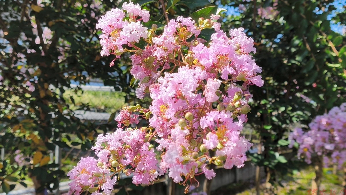 影音/夏季紫薇花隨風搖曳 正逢盛開期錯過就只能等明年 影音/夏季紫薇花隨風搖曳 正逢盛開期錯過就只能等明年