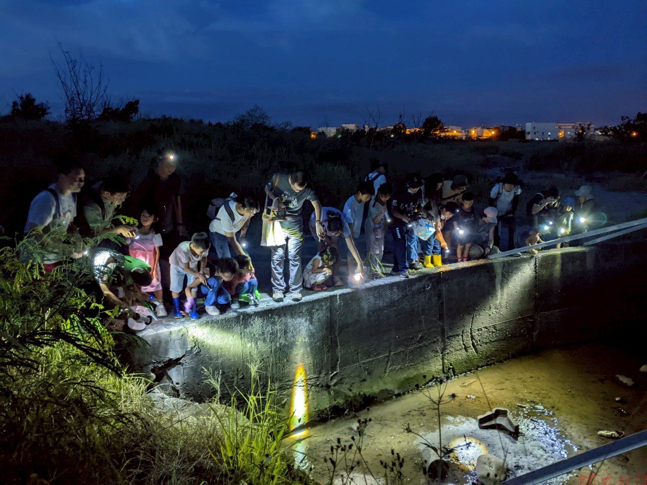 親近潮間帶生命力!走進國家級高美濕地 日夜間導覽帶民眾守護生態 親近潮間帶生命力!走進國家級高美濕地 日夜間導覽帶民眾守護生態