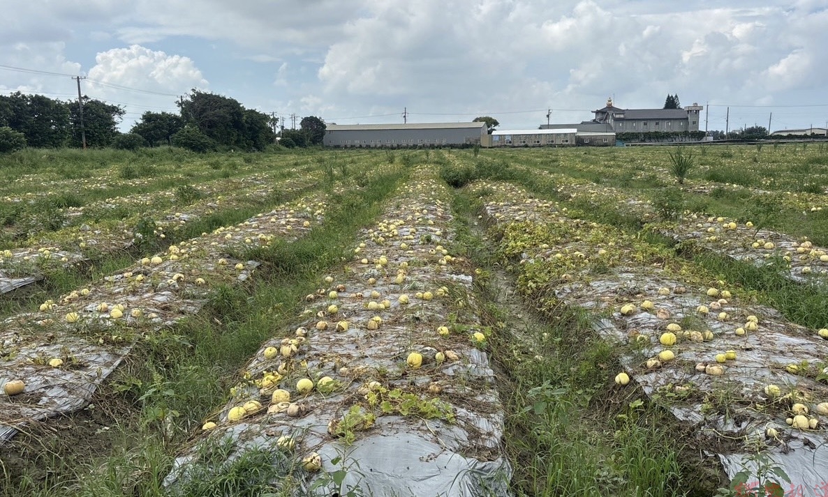 香瓜爛滿田!彰化豪雨農損嚴重 縣府爭取現金救助 香瓜爛滿田!彰化豪雨農損嚴重 縣府爭取現金救助