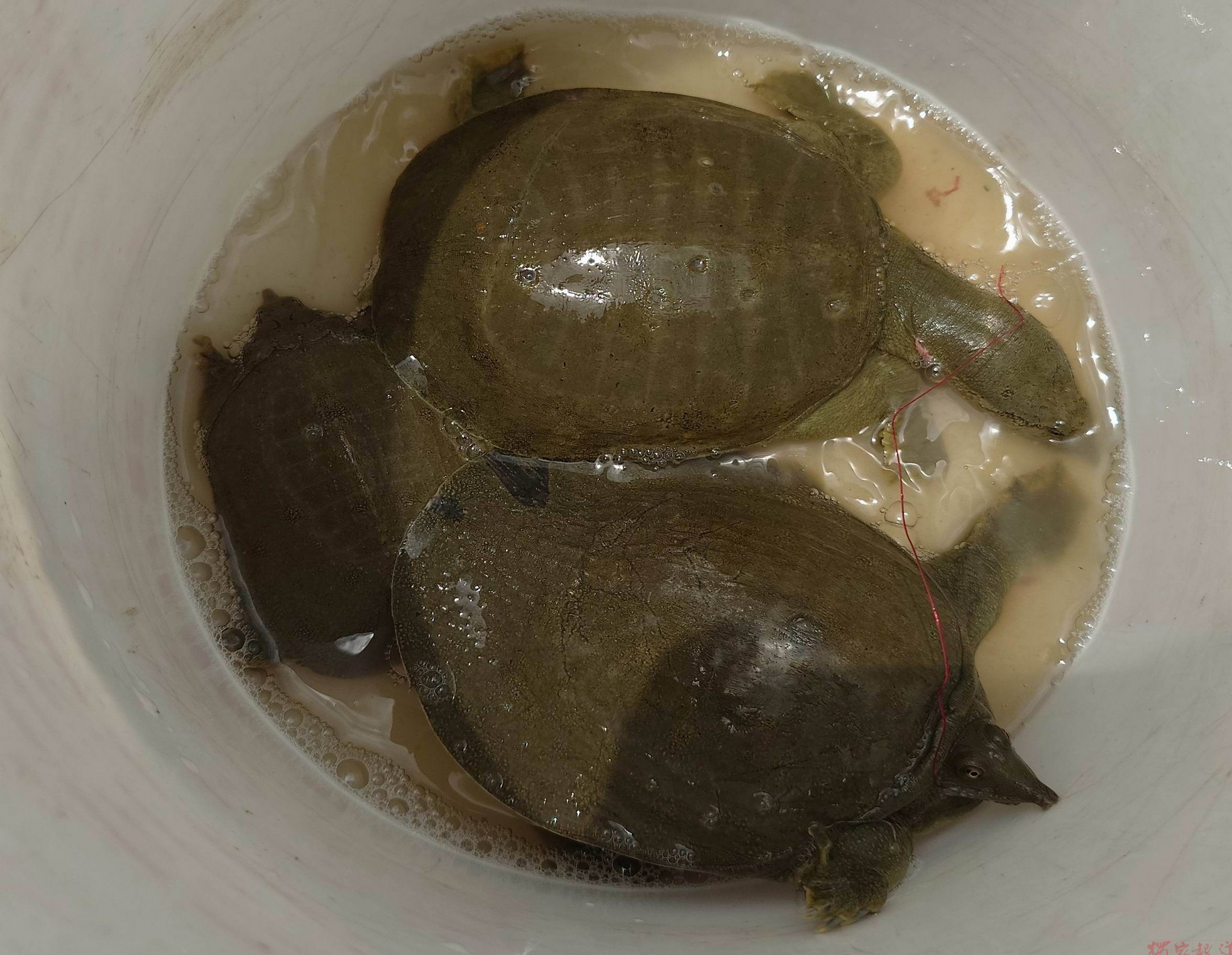 貓羅溪掀「鱉」戰!釣客搶抓肥鱉 母鱉護蛋一口咬退人 貓羅溪掀「鱉」戰!釣客搶抓肥鱉 母鱉護蛋一口咬退人