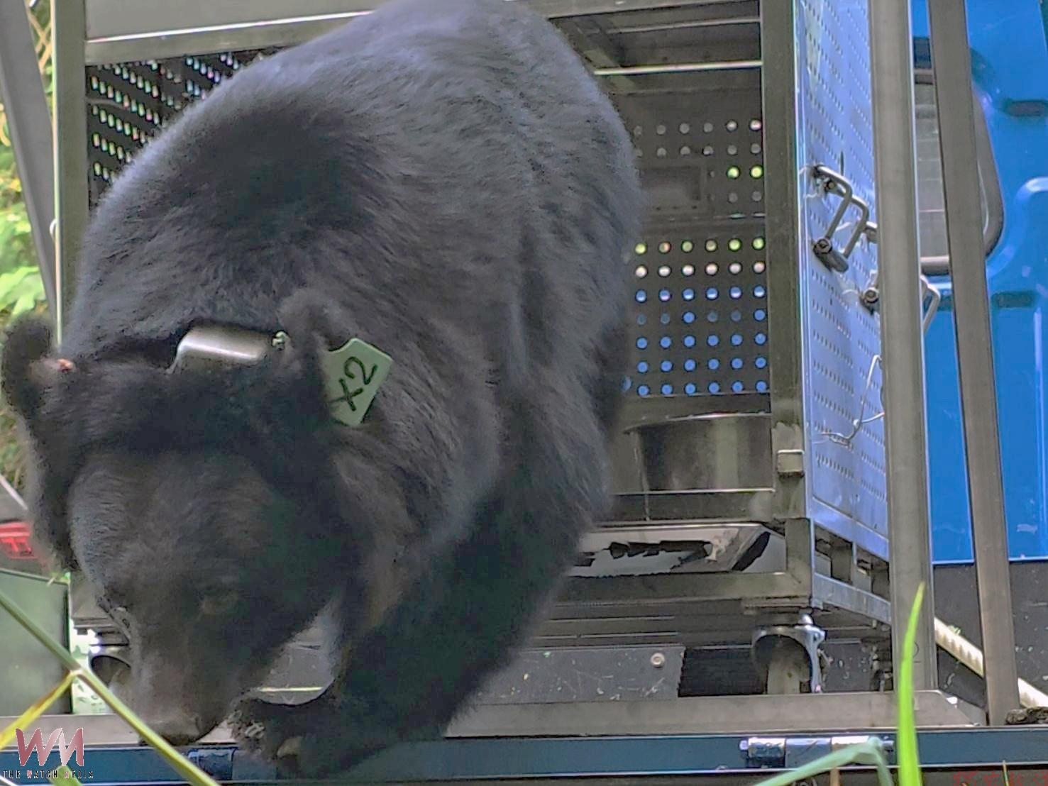 台東黑熊「利卡夢」套索受困獲救 歷經照養今野放利嘉山區重返山林 台東黑熊「利卡夢」套索受困獲救 歷經照養今野放利嘉山區重返山林