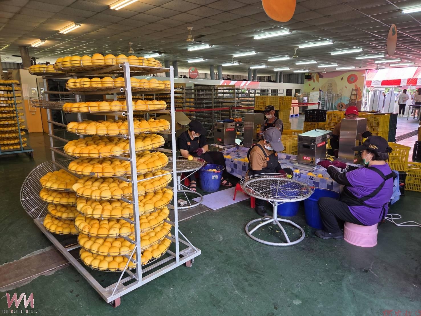 番路農會宣布柿餅開工 10月柿子節邀全民找好柿 番路農會宣布柿餅開工 10月柿子節邀全民找好柿