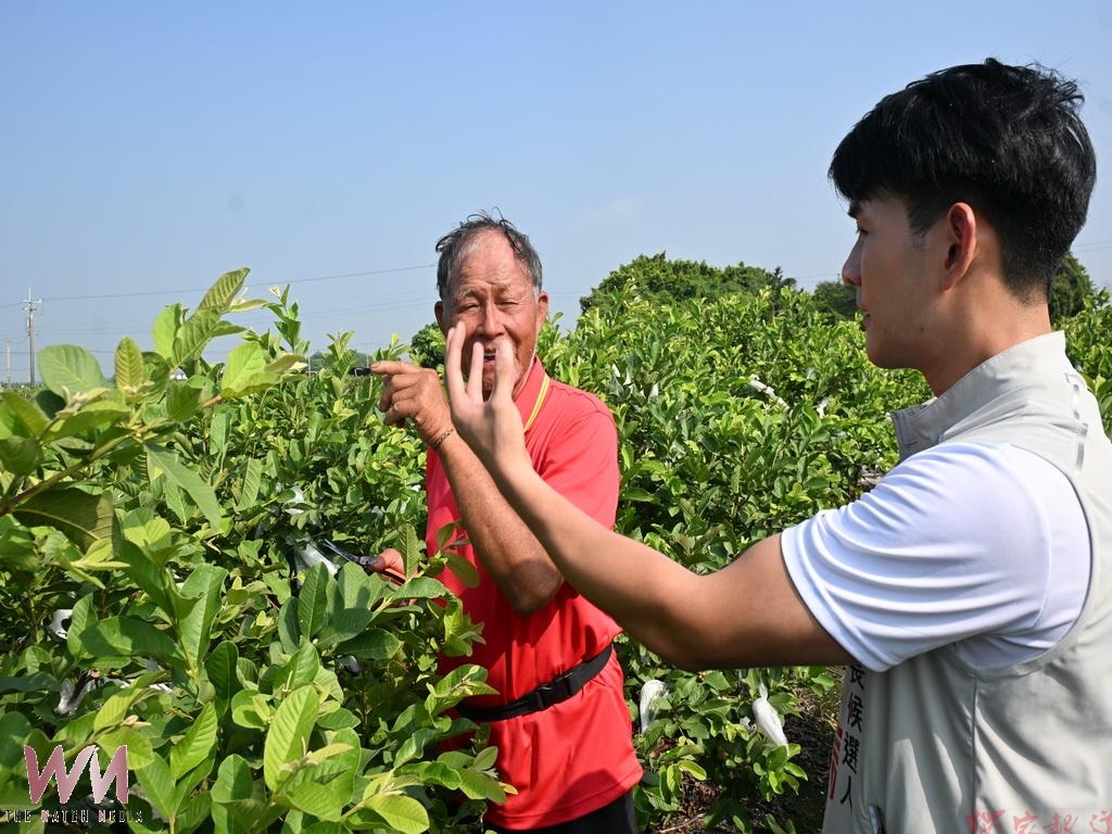 六百多公頃芭樂產區 溪州鄉長候選人劉侑信讓國人重新認識溪州芭樂! 六百多公頃芭樂產區 溪州鄉長候選人劉侑信讓國人重新認識溪州芭樂!