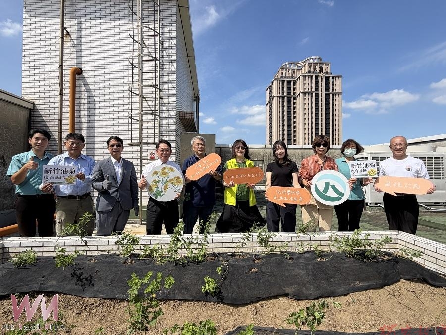 新竹郵局遇見「新竹油菊」 串聯郵政、保育與社區力量守護受威脅植物 新竹郵局遇見「新竹油菊」 串聯郵政、保育與社區力量守護受威脅植物