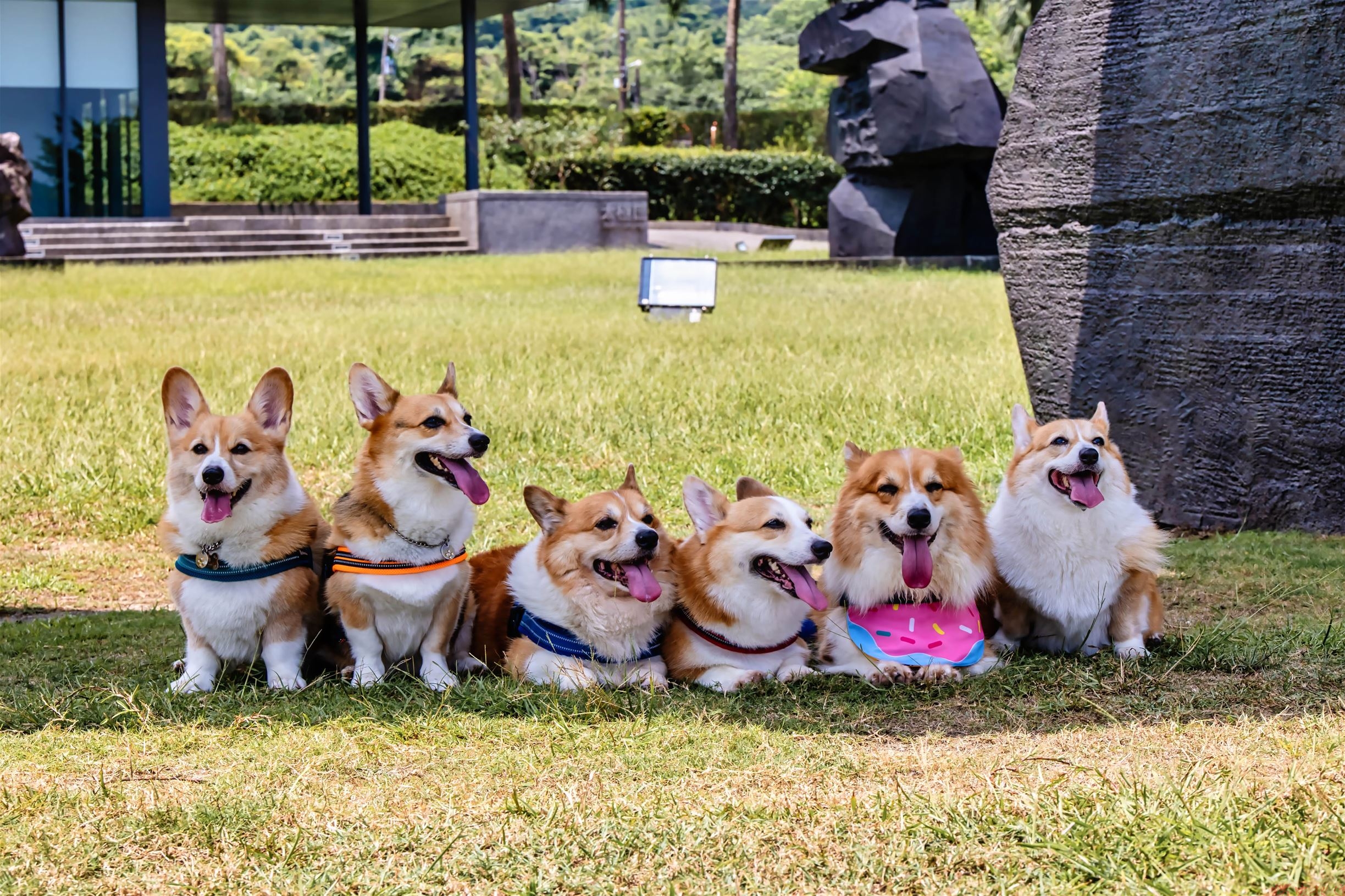 朱銘美術館「萌寵共好日」強勢回歸 帶毛寶貝秋遊金山首選 朱銘美術館「萌寵共好日」強勢回歸 帶毛寶貝秋遊金山首選