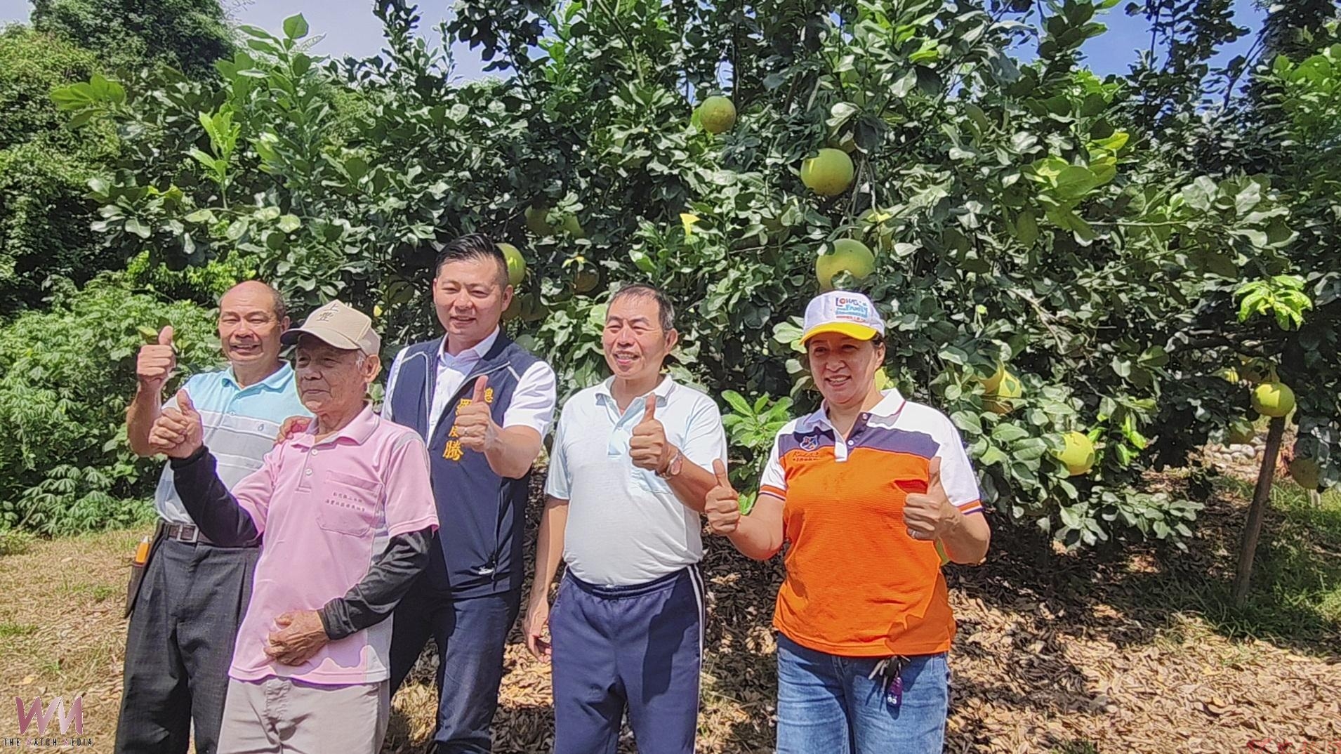 (有影片)/二水白柚開賣了!老欉果肉香甜 買回家放10天更好吃 (有影片)/二水白柚開賣了!老欉果肉香甜 買回家放10天更好吃