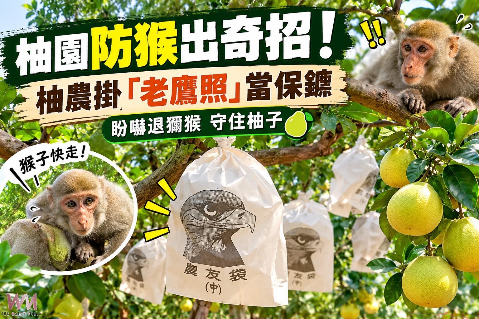 (有影片)/白柚長出「鷹眼」!二水果園布下猛禽大軍 防猴偷吃 (有影片)/白柚長出「鷹眼」!二水果園布下猛禽大軍 防猴偷吃