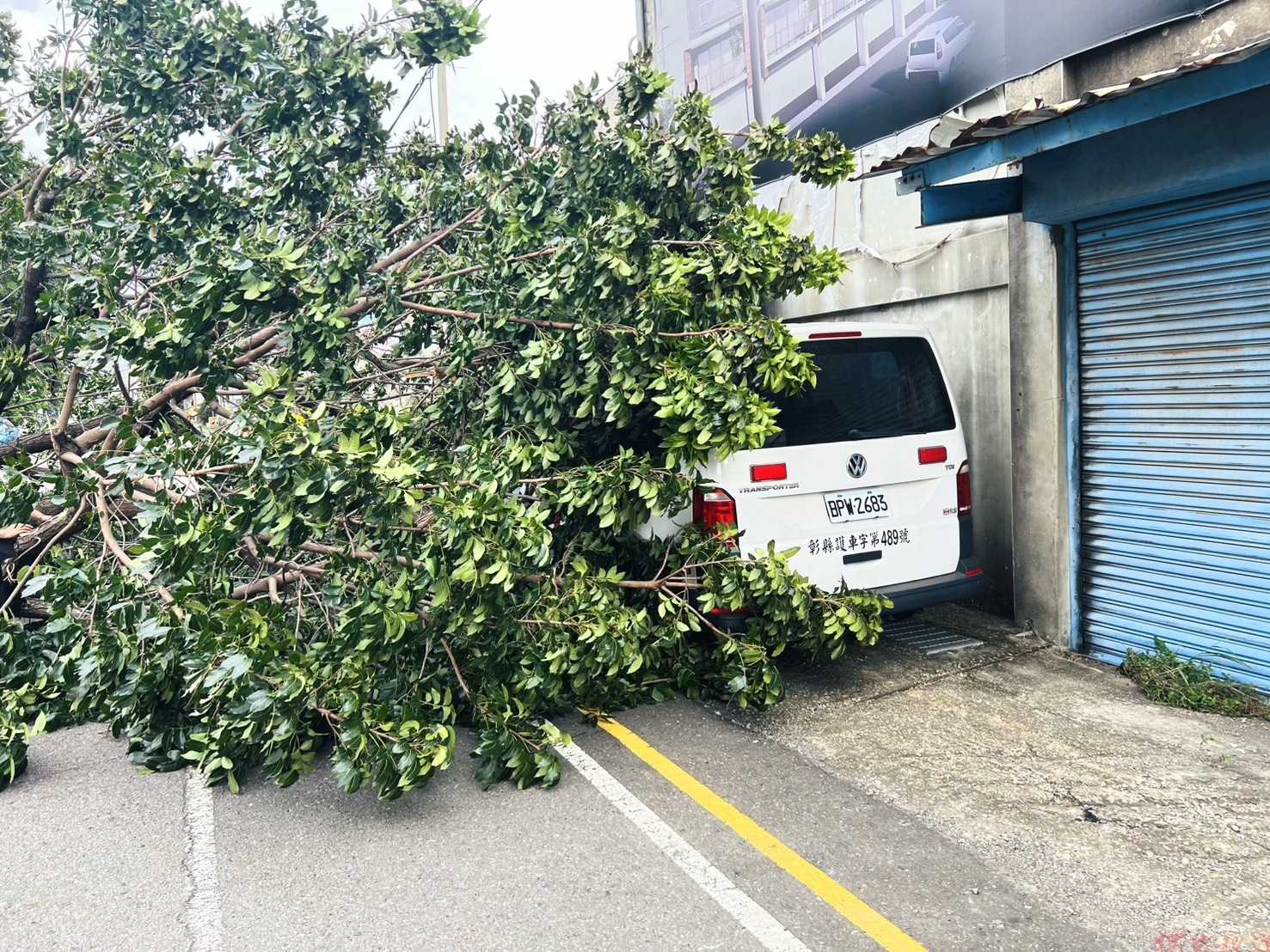 薔琵颱風狂吹!彰化6層樓高巨樹倒下 救護車遭殃 薔琵颱風狂吹!彰化6層樓高巨樹倒下 救護車遭殃