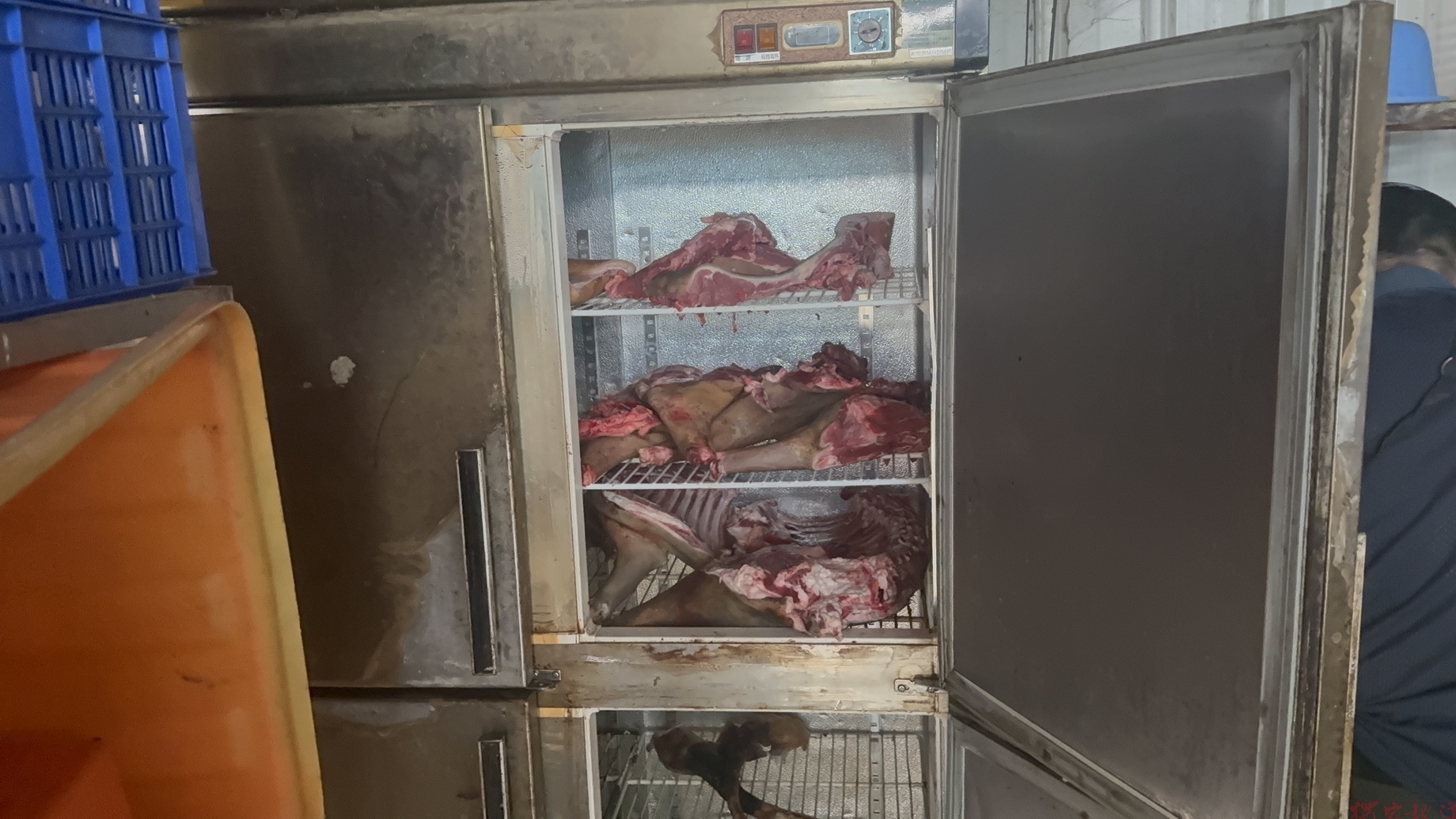 追查狗肉案意外破獲疑似非法屠宰場!鹿港查獲6座冷凍櫃 追查狗肉案意外破獲疑似非法屠宰場!鹿港查獲6座冷凍櫃