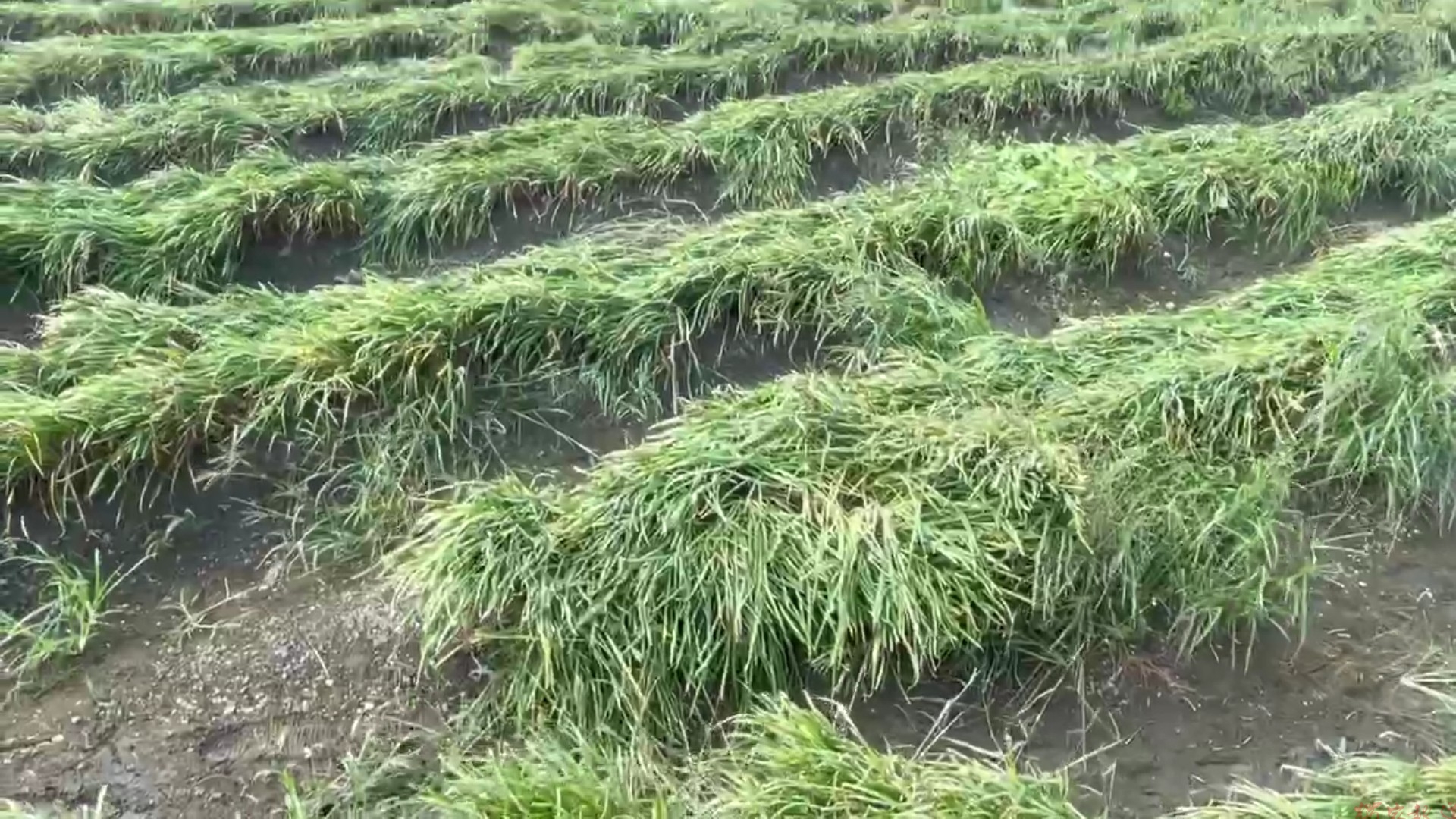 (有影片)/薔琵颱風吹壞彰化菜田!王惠美勘災爭取農損補助 (有影片)/薔琵颱風吹壞彰化菜田!王惠美勘災爭取農損補助