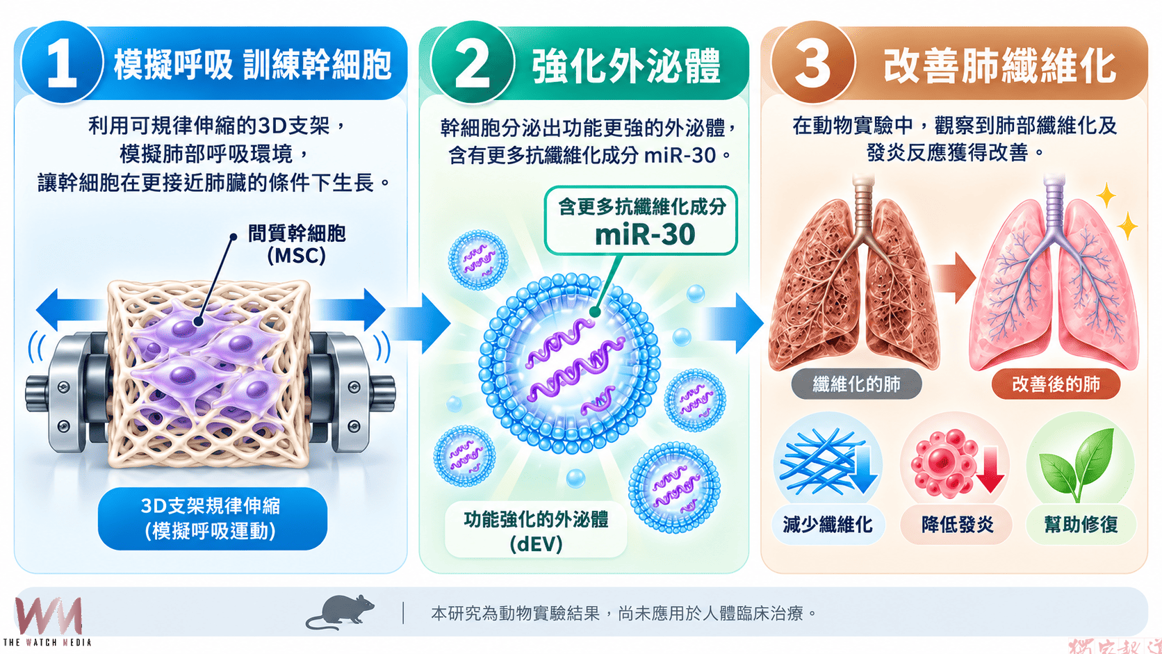 對抗菜瓜布肺新突破 中醫大附醫研究改善肺纖維化登國際期刊 對抗菜瓜布肺新突破 中醫大附醫研究改善肺纖維化登國際期刊
