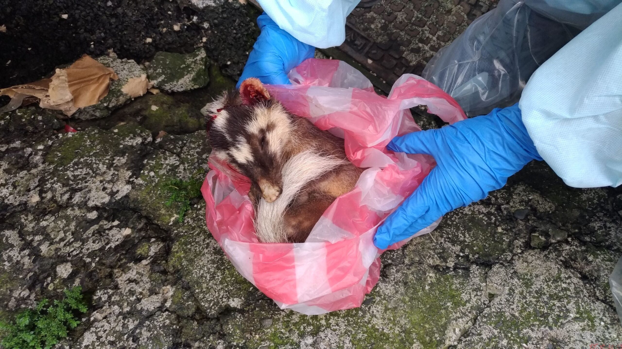 屏東今年第3例野生動物狂犬病 鼬獾確診縣府10月加強犬貓疫苗接種 屏東今年第3例野生動物狂犬病 鼬獾確診縣府10月加強犬貓疫苗接種