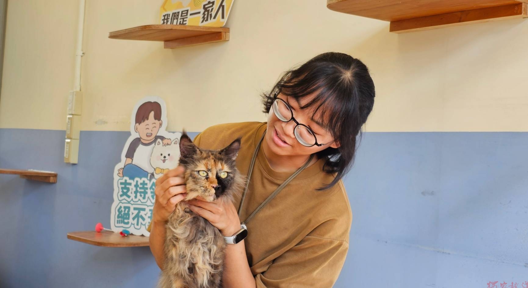 為毛小孩找個家 超萌緬因貓竹市動保所10/30公開抽籤 為毛小孩找個家 超萌緬因貓竹市動保所10/30公開抽籤