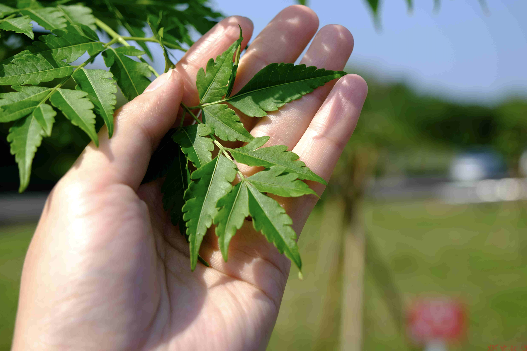 新北市植樹微電影競賽鼓勵民眾用影像記錄土地與樹木的故事 新北市植樹微電影競賽鼓勵民眾用影像記錄土地與樹木的故事