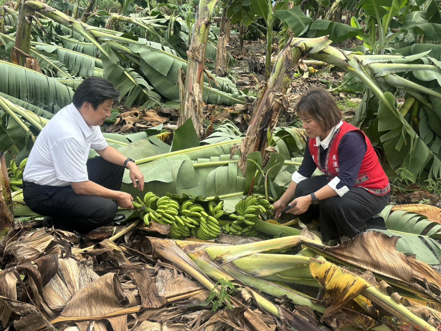 薔琵颱風重創花蓮農業 傅崐萁籲政府速提紓困措施 老農津貼應提高至1萬5千元 薔琵颱風重創花蓮農業 傅崐萁籲政府速提紓困措施 老農津貼應提高至1萬5千元