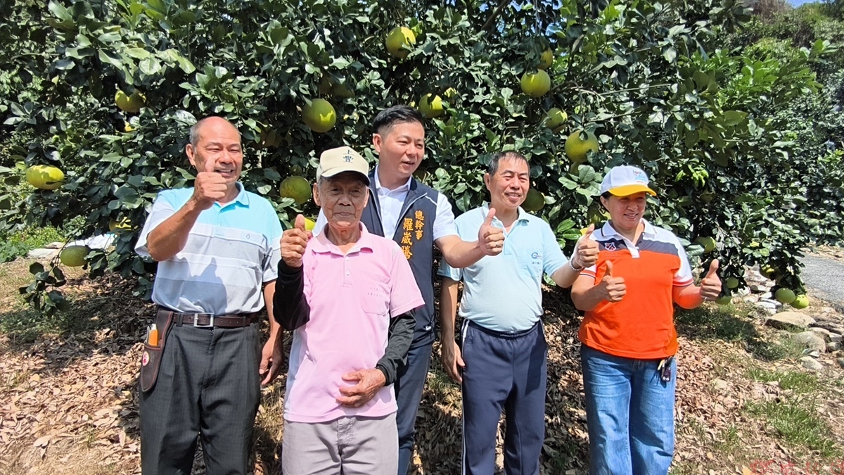 時序進入霜降白柚進入盛產期 二水鄉農會邀民品嘗在地白柚好滋味 時序進入霜降白柚進入盛產期 二水鄉農會邀民品嘗在地白柚好滋味