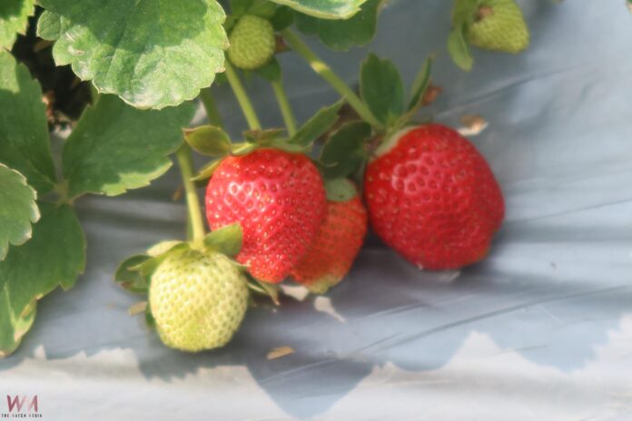 20260106205121_0_2ea109