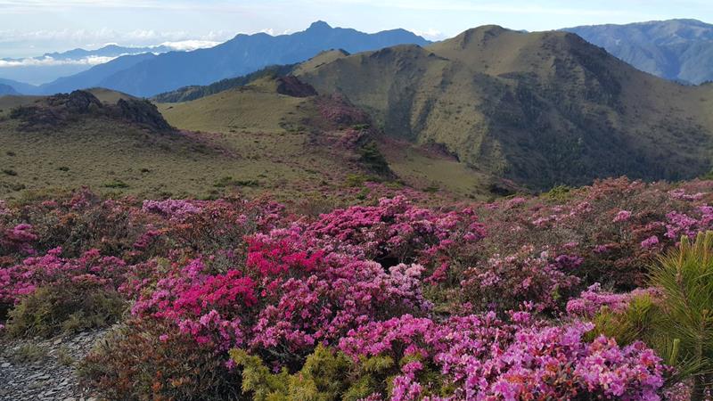 杜鵑花叢中的新康山。圖／內政部提供