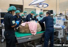 大貓熊「圓仔」健檢 健康寶寶仍需勤於牙齒保健 圖/台北市政府提供