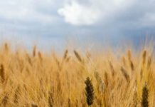 全球旱象天災戰亂人禍不斷 抗旱基改小麥挑戰大未來