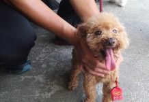 萬能超商店員轉職新北動保員 開啟守護毛寶貝新旅程