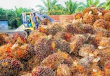 印尼暫停棕櫚油出口 飆推全球糧食價格危機