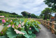 夏日連假荷處遊 新北農村悠遊報你知