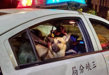 註定路口遇到你 鷹眼警查獲通緝犯