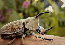 阿公店森林公園「獨角仙」現蹤 等你來相遇!